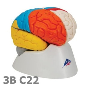 [3B Scientific] 뇌신경 포함 8분리 뇌모형 C22 (17.5cm,0.8Kg) Neuro-Anatomical Brain, 8 part