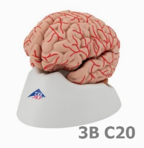[3B Scientific] 동맥이 있는 9분리 뇌모형 C20 (16cm,0.8Kg) Brain with Arteries, 9 part