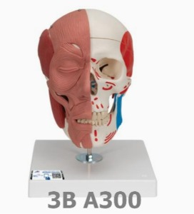 [3B Scientific] 안면근육 포함 두개골 모형 A300 Skull with Facial Muscles