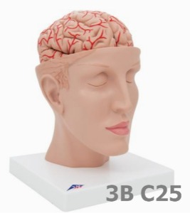 [3B Scientific] 신경 해부학적 8분리 뇌모형 (23cm,1.7Kg) Brain with Arteries on Base of Head, 8 part