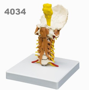 [독일Zimmer] 경추모형 4034 (실물규격,상세관찰가능) Cervical Spine with Neck Musculature.