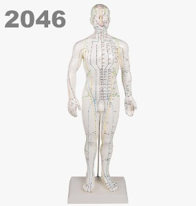[독일Zimmer] 전신경혈 모형 2046 (남성,50cm,침놓는부위표시) Chinese acupuncture figure,male 침술모형 동인형.