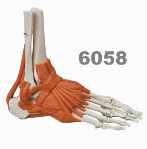 [독일Zimmer] 발골격 모형 6058 (실제규격,인대포함) Foot skeleton with ligaments/MI