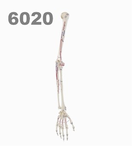 [독일Zimmer] 팔골격 모형 6020 (실제규격,근육마킹) Skeleton of arm with muscle marking.