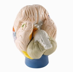 [독일Zimmer] 신경해부학적 뇌모형 C75 (4분리 2확대,Neuro-Anatomical Brain,4-part,2 times life size).