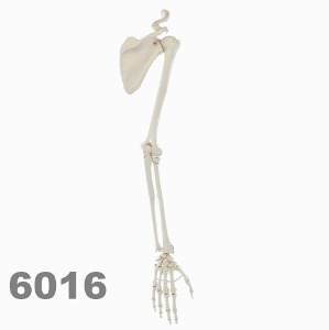 [독일Zimmer] 어깨뼈 달린 팔골격 모형 6016 (실제규격) Skeleton of arm with shoulder girdle.