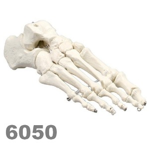 [독일Zimmer] 발골격 모형 6050 (실제규격) Skeleton of foot.