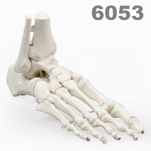 [독일Zimmer] 발골격 모형 6053 (실제규격,경골 및 비골있음) Skeleton of foot with tibia and fibula insertion.
