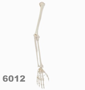 [독일Zimmer] 팔골격모형 6012 (실제규격) Skeleton of arm.