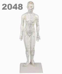 [독일Zimmer] 전신경혈 모형 2048 (여성,48cm,침놓는부위표시) Chinese acupuncture figure,female 침술모형 동인형.