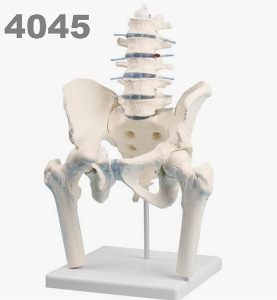 [독일Zimmer] 요추,골반,대퇴골 모형 4045 (실제규격,분리관찰가능,독일정품) Lumbar spine with pelvis and femoral stumps/MI