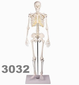 [독일Zimmer] 미니 전신골격모형 3032 (80cm,받침대포함,3분리,팔다리분해) Miniature-Skeleton “TOM”/YS