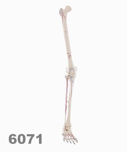 [독일Zimmer] 다리골격모형 6071 (실제규격.근육부분마킹) Skeleton of leg with muscle marking.