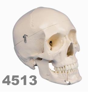 [독일Zimmer] 두개골 모형 4513 (치과용,실제규격,4분리) Dental skull,4-part/YS