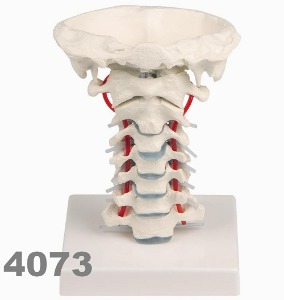 [독일Zimmer] 요추 모형 4073 (경추,척수,척수신경 포함,실제규격,분리관찰가능) Cervical vertebral column with stand.