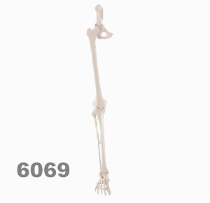[독일Zimmer] 다리골격 모형 6069 (골반포함,발골격탄력성,실제규격) Skeleton of leg with half pelvis and flexible foot.