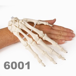 [독일Zimmer] 손골격 모형 6001 Skeleton of hand 기본형.