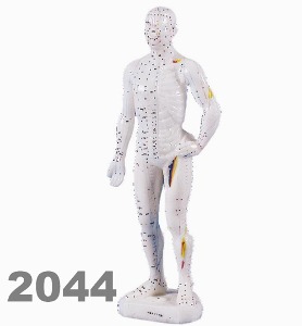 [독일Zimmer] 전신경혈모형 2044 (남성,침놓는부위표시,26cm) Chinese acupuncture figure,male 침구모형 동인형.