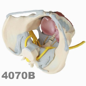 [독일Zimmer] 여성골반 모형 4070B (실제규격,3분리) Female pelvis with Ligaments, Nerves and Pelvic Floor.