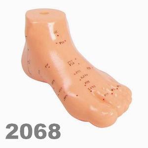 [독일Zimmer] 족부경혈 모형 2068 (침놓는부위표시,출소규격) Chinese acupuncture foot 침술모형.