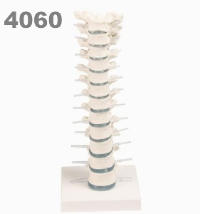 [독일Zimmer] 척추 모형 4060 (실물규격,디스크 포함) Thoracic vertebral column with stand.