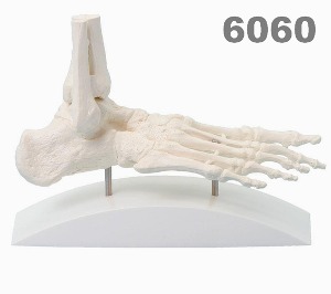 [독일Zimmer] 발골격 모형 6060 (실제규격,블록모델) Foot skeleton,block model.