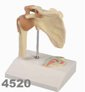 [독일Zimmer] 어깨관절 모형 4520 Miniature Shoulder Joint with cross section.