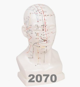 [독일Zimmer] 머리경혈 모형 2070 (침놓는부위표시,20cm) Chinese acupuncture head 침술모형.