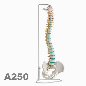 [독일Zimmer] 척추모형 A250 (실제규격,75cm) Flexible vertebral column/YS