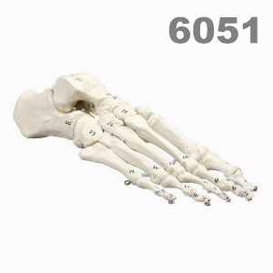 [독일Zimmer] 발골격 모형 6051 (실제규격,골격번호기재) Skeleton of foot,numbered.