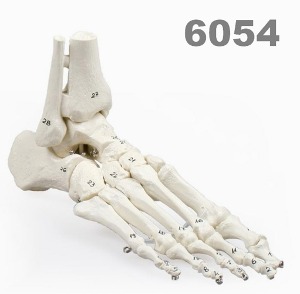 [독일Zimmer] 발골격 모형 6054 (실제규격,경골 및 미골 포함) Skeleton of foot with tibia, fibula insertion,numbered.