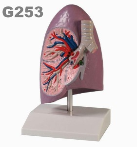 [독일Zimmer] 폐모형 G253 (실물규격) Lung half, life size.