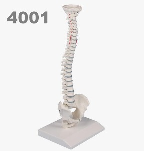[독일Zimmer] 척추모형 4001 (1/2실제규격,38cm) Miniature Spinal Column.