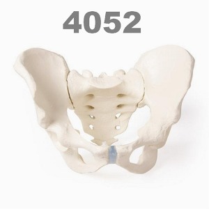 [독일Zimmer]  천골표시 남성골반 모형 4052 (실제규격) Male pelvis with sacrum.