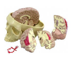 [GPI] 4분리뇌와 두개골모형 G290 뇌모형 Brain and Partial Skull