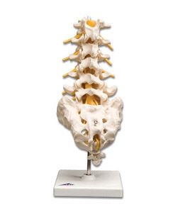 [3B] 요추모형 A74 (Lumbar Spinal Column) 경추구조모형
