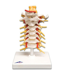 [3B] 경추모형 A72 (Cervical Spinal Column) 경추구조모형