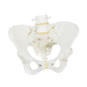 [3B] 여성골반모형 A61 (Pelvic Skeleton,female)
