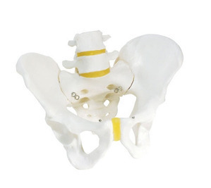 [3B 남성골반모형 A60 (Pelvic Skeleton, male)