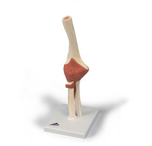 [3B] 팔관절모형 A83/1 (Deluxe Functional Elbow Joint Model)