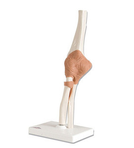 [3B] 팔꿈치 관절모형 A83 (Functional Elbow Joint)