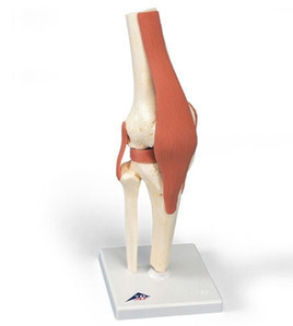 [3B] 무릎관절모형 A82/1 (Deluxe Functional Knee Joint Model) 무릎모형
