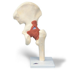 [3B] 고관절모형 A81/1 (Deluxe Functional Hip Joint Model)