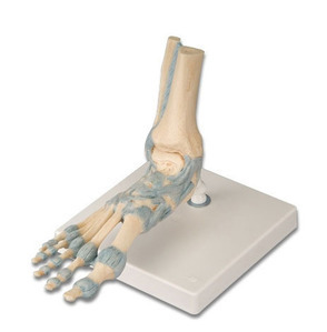 [3B] 발골격모형 M34 (인대포함,Foot Skeleton Model with Ligaments)