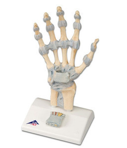 [3B] 손골격 모형 M33 (인대포함,Hand Skeleton Model with Ligaments and carpal tunnel)