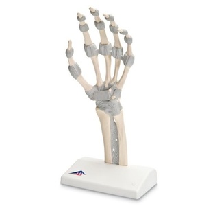 [3B] 손 골격 (탄력있는 인대 포함) M36 Hand skeleton with elastic ligaments