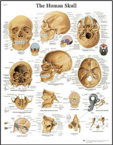 [3B] 두개골 차트 VR1131L(코팅),VR1131UU(비코팅) The Human Skull Chart (Size 50x67cm)