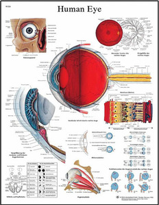 [3B] 안구차트,눈차트 VR1226L(코팅),VR1226UU(비코팅) Human Eye Chart (Size 50x67cm)