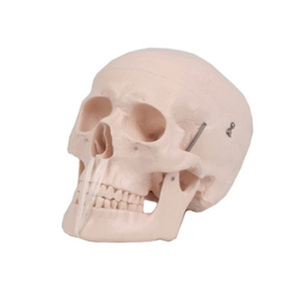 [JS] 8분리 두개골 모형 JSM-08 (뇌포함,턱 및 치아분리)