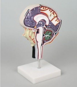 [독일Zimmer] 뇌내부 및 뇌척수액 순환모형 C76 (실물규격) Cerebrospinal Fluid Circulation